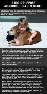 This Applies To My Leeloo Too The Most Precious Cat That Ever Was A Dogs Purpose Pet Insurance Reviews Dogs