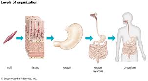 For example, people can live relatively normal this organ sits on the left side of the abdomen, towards the back under the ribs. Human Body Organs Systems Structure Diagram Facts Britannica