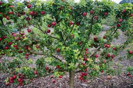 Dwarf Fruit Trees for Your Backyard Orchard | GardensAll