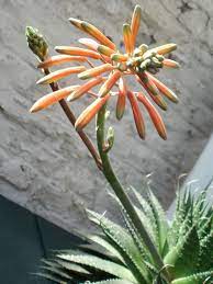 Aloe Aristata Lace Aloe Blooming Succulents Flowering Succulents Trees To Plant