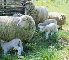 sheep pregnancy calculator gestation calculator com