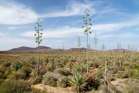 Image result for Agave sisalana