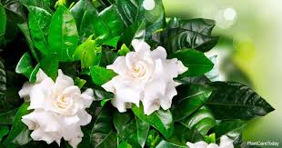 Check spelling or type a new query. Yellow Leaves On Gardenia Causes Treatments Prevention Tips