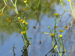 Image result for Buttercup Yellow 1958 Kelvinator