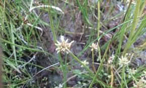 Image result for Isolepis prolifera