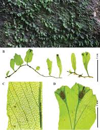 Image result for Didymoglossum