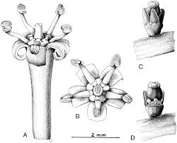 Image result for Pentarhopalopilia umbellulata