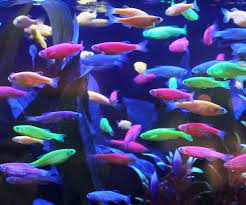 Glow In The Dark Fish Glow Fish Tetra Fish Glofish