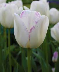 Tulip Gwen Quality Flower Bulbs Youtulip Co Uk Tulips Bulb Flowers Showy Flowers