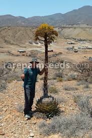 Image result for Sebaea brachyphylla