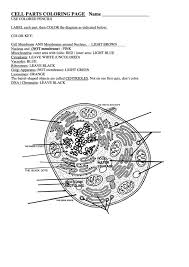 Start studying cell membrane coloring sheet. Cell Parts Coloring Page Printable Pdf Download