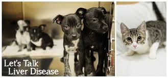 What are the symptoms of cancer in cats? Let S Talk Liver Disease Pet Talk Podcast By Alicia Pet Care Center