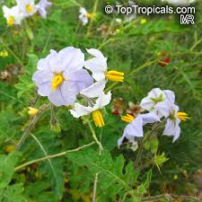 Image result for Solanum supinum