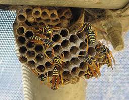 Expert recommended top 3 pest control companies in sioux falls, south dakota. Best Bee Wasp Nest Removal Best Pest Control In Sioux Falls Sd