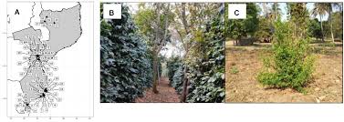 Image result for Coffea zanguebariae