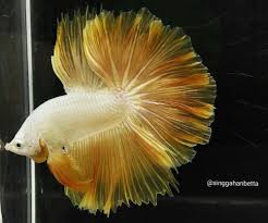 Live Betta Fish Fullmasked Yellow Dragon Rosetail Halfmoon Male Betta Fish Yellow Dragon Betta