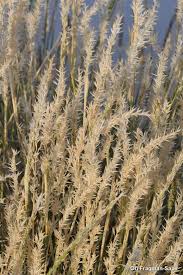 Image result for Centropodia