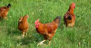 These chickens were egg layers, so they didn't get butchered for meat (until they were past their prime and then they were turned into chicken soup). Are Free Range Eggs Ok To Eat