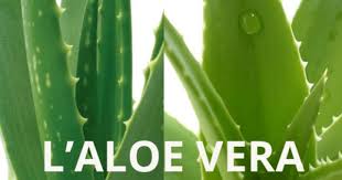 Comment Extraire Le Gel D Aloe Vera Guide D Aromatherapie Et De Naturopathie