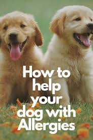 Following are things you should keep in your mind while euthanizing a dog at home with benadryl: How To Euthanize A Dog At Home With Benadryl Arxiusarquitectura