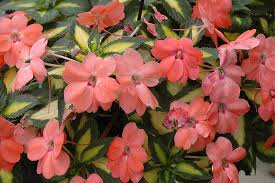Image result for Impatiens salpinx