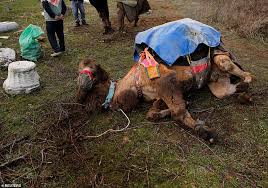 A few lucky fans who make a sign and reply to this tweet with a photo & #nhlwarmups will have their signs shown at the game!!! Thousands Turn Out For Camel Wrestling Tournament In Turkey Dating Back More Than 2 000 Years Daily Mail Online
