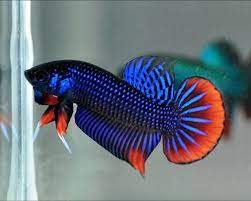 ベタ ブルーインベリス インベリスの改良品種 ベタショップ フォーチュン ベタ 熱帯魚 ベタ 熱帯魚