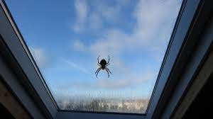 In diesem video erfahrt ihr, warum spinnen in die wohnung kommen und was man dagegen tun kann#genialeinfach #genial #einfach Spinnen Vertreiben Diese Hausmittel Helfen Wirklich Brigitte De