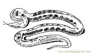 The snake is red coloring page. Anaconda Snake 16 Coloring Page For Kids Free Snake Printable Coloring Pages Online For Kids Coloringpages101 Com Coloring Pages For Kids
