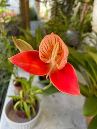 Image result for Disperis virginalis