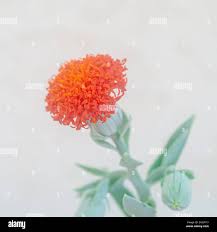 Image result for Kleinia fulgens