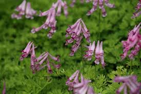 Corydalis Buschii Blodnunneort Fin Mattbildande Art Med Lilarosa Blommor Under Varen Utmarkt I Skugga Lundar Till F Forar