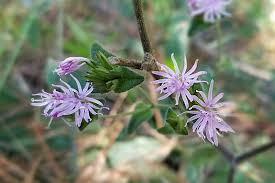 Image result for Elephantopus