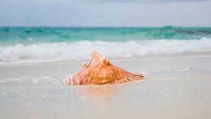 It simply lightens the outermost layer of the organism, allowing it to survive deep within the surface. Tourist Who Collected Queen Conch Seashells In Florida Sent To Jail