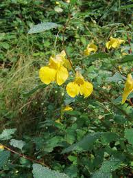 Image result for Impatiens lutzmanniae