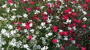 Was Tut Man Wenn Gartennelken Verbluht Sind Lavendel Pflanzen Nelken Pflanzen
