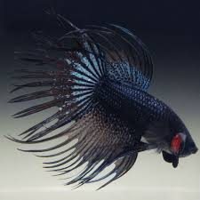 Live Betta Fish Male Black Orchid Crowntail Betta Fish Betta Black Orchid