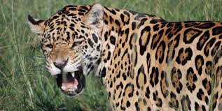 Leopard and baby animals with their babies resting jaguars jaguar zoo jaguar isolated jaguar animal jaguar brazil leopard face icon panther black jaguar wild. Jaguar Facts Jaguars Vs Leopards
