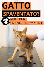 il tuo gatto e sempre spaventato ecco come tranquillizzarlo gatti comportamento del gatto simpatici animaletti