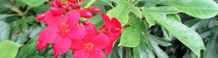 Image result for Jatropha scaposa