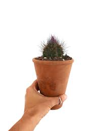 Image result for Tinnea eriocalyx