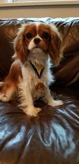 Complete dog book (1 books) | by american kennel club | aug 22, 2017. Gracie Chronicles Akc S T A R Puppy The Blessing Of Animal Companions