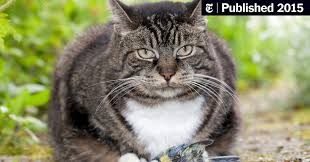 Black widow is an upcoming american superhero film based on the marvel comics character of the same name. When The Cat Comes Back With Prey The New York Times
