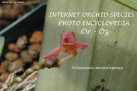 Image result for Orthochilus mechowii