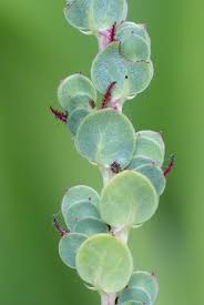 Image result for Cliffortia