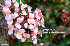 Image result for Begoniaceae
