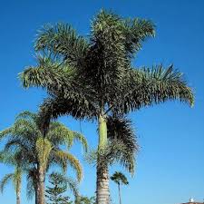 Image result for Wodyetia