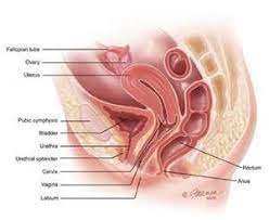 What happens during the menstrual cycle? Female Anatomy Obdrmama