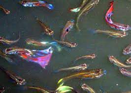 Ia kemudian membawanya ke british museum. Cara Budidaya Ikan Guppy Mudah Dan Khususkan Bagi Para Pemula