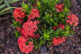 Image result for Ixora praetermissa